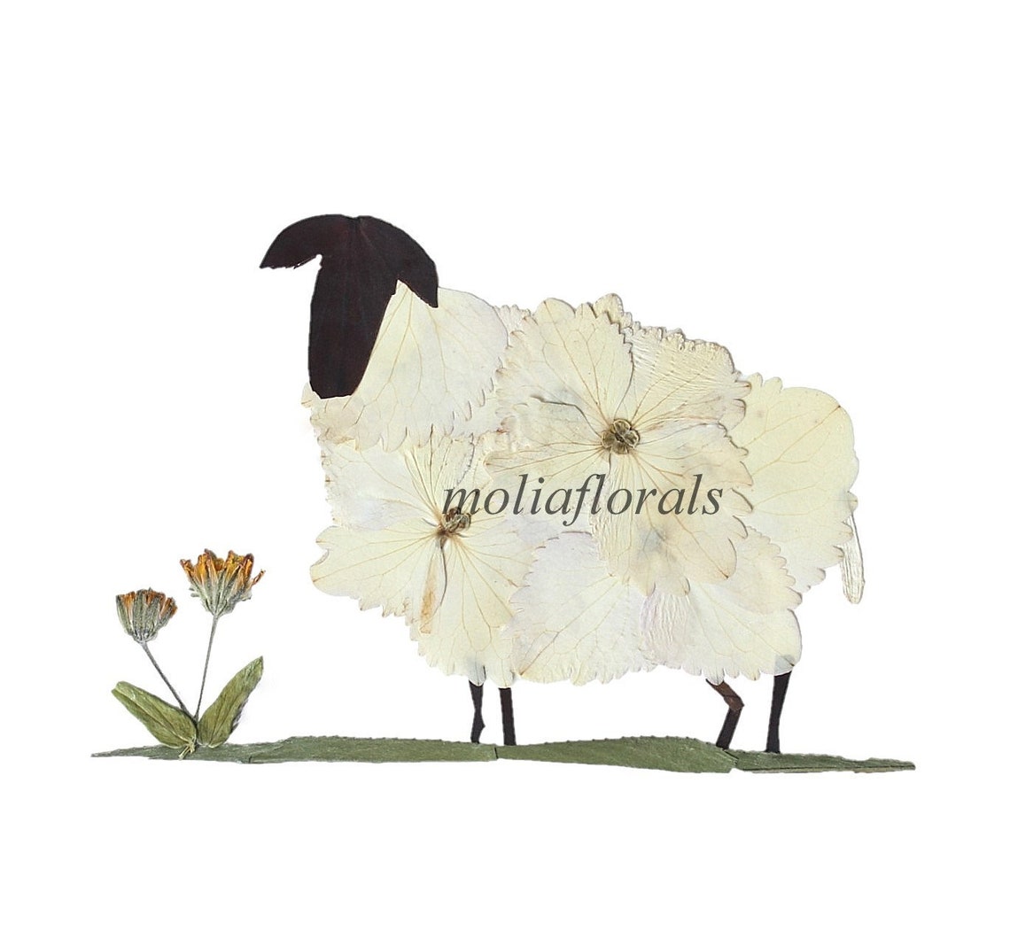 Pressed Flowers Art Printsheep Printbotanical Artanimal Etsy