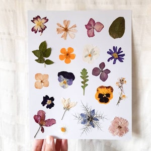 Real Pressed Flower Art  | Botanical Artwork | Floral Collage Home decor