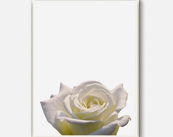 Flower Artwork, Flower Photo, Flower Art, Flower Print, Botanical Photography, Flower Photo, Botanical Decor, White Flower Prints, Rose Art
