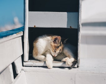 Cat in Box  Photography, Download, Digital Photo, Photography Art, Digital Download, Stock Photo, Animal, Pet, Photography