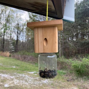Modern Flat-Roof Carpenter Bee Traps