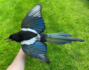 New FLYING MAGPIE pica pica TAXIDERMY natural death