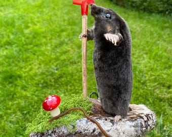 New mole TAXIDERMY