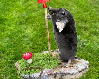 New mole TAXIDERMY