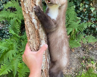Stenmård taxidermi NY naturlig död