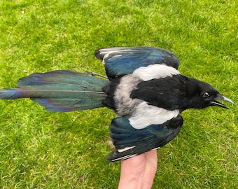 Neu FLIEGENDE ELSTER pica pica TAXIDERMY natürlichen Tod