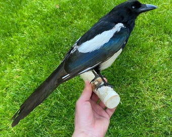 New MAGPIE TAXIDERMY - natural death