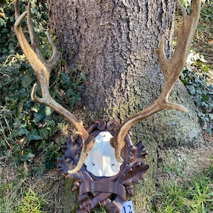 Fallow deer 1934 trophy mount hand carved