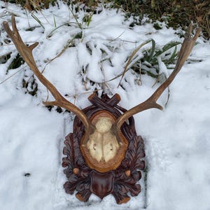 May include: A mounted deer antler display. The antlers are a light brown color and are mounted on a dark brown, carved wooden plaque with a shield design. The plaque is surrounded by carved leaves and a decorative border. The display is set against a snowy background.