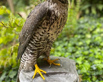 Faucon femelle Falco rusticolus avec nouvelle taxidermie CITES mort naturelle