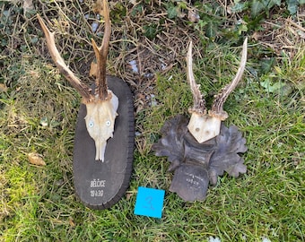 Antique roedeer antlers wood carved mounts blackforest victorian austria germany czechia wall decor