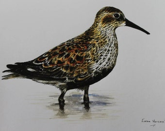 Dunlin