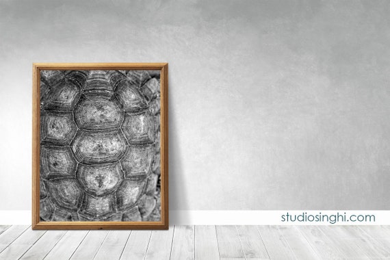 Turtle Shell Tortoise B W Photograph Textural Blurred Print - White Turtle Shell Wall Decor Turtle Shell Tortoise B W Photograph Textural Blurred Print - White Turtle Shell Wall Decor