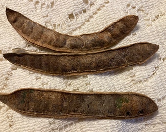 Natural Weathered Locust Seed Pods for Crafting, Decor