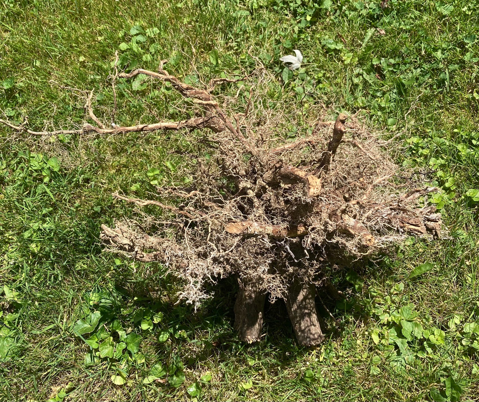 Natural Tree Root Balls for Art and Crafting Etsy
