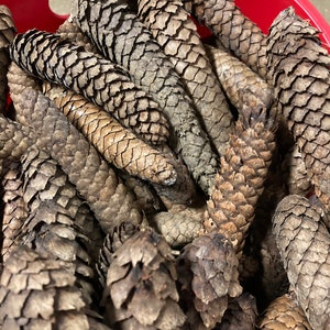 May include: A red plastic bowl filled with a large collection of brown pine cones. The cones are various sizes and shapes, with some being more open than others.