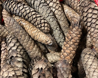 Piñas de pino de Noruega por libra