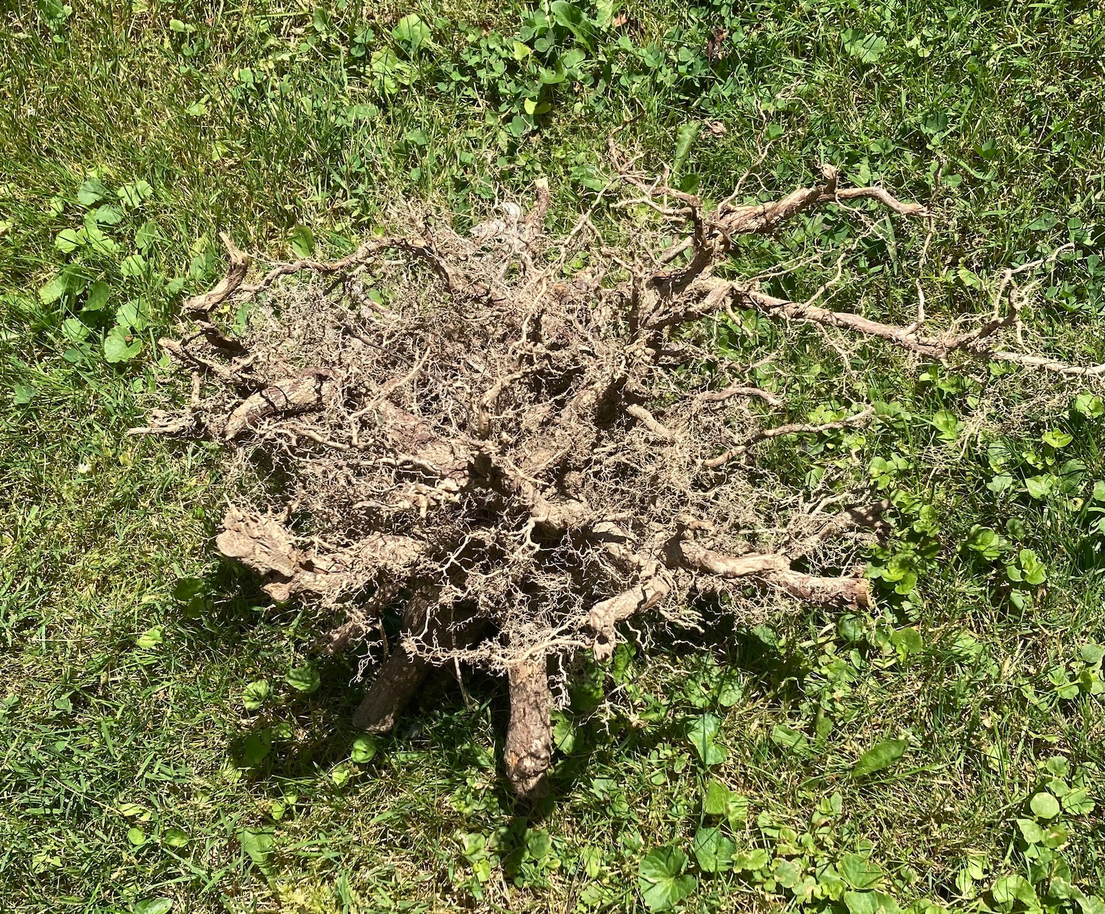 Natural Tree Root Balls for Art and Crafting Etsy