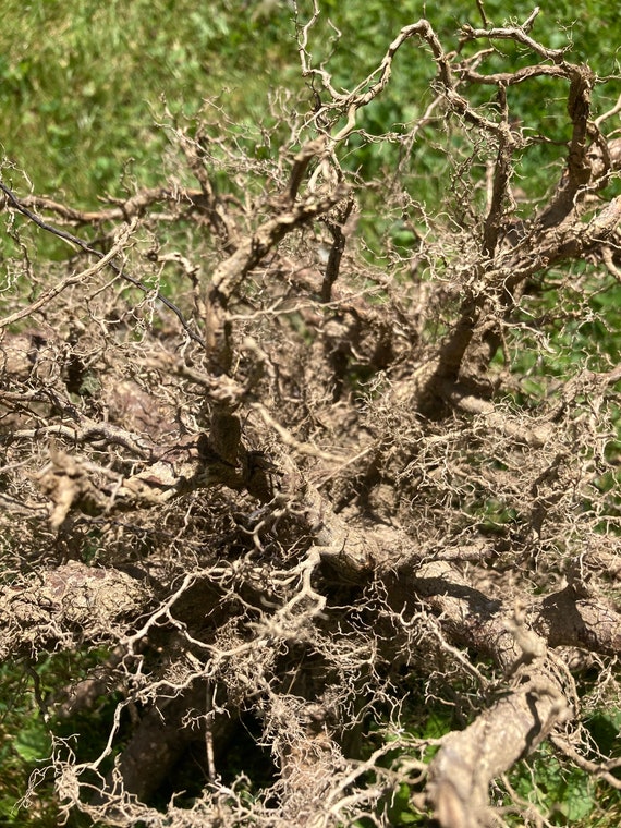 Natural Tree Root Balls for Art and Crafting Etsy