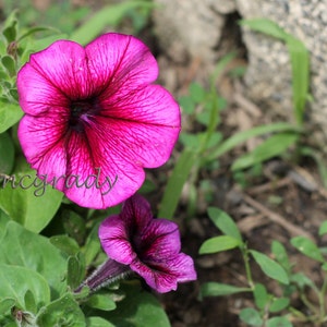 PHOTO PRINT: Pink Morning Glory Flowers
