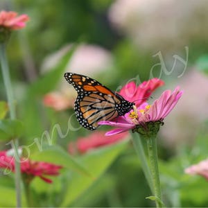 Monarch Butterfly Photo Print, Metal Print with Inspirational Saying, Office Decor, Wall Art