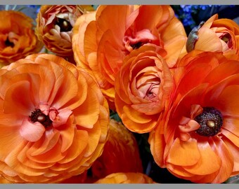 Spring Flower Blooming Photo
