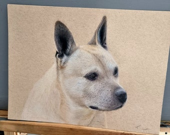 Custom Dog Portrait Coloured Pencils & Pastel