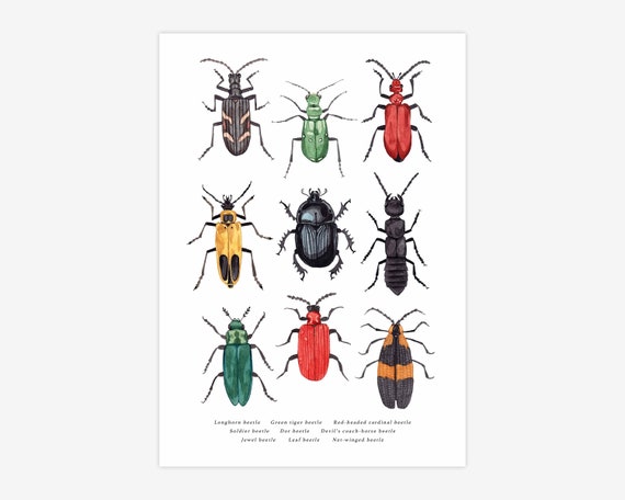 British Beetles A4 Print Insect Print Beetles Wall Art Gifts Etsy