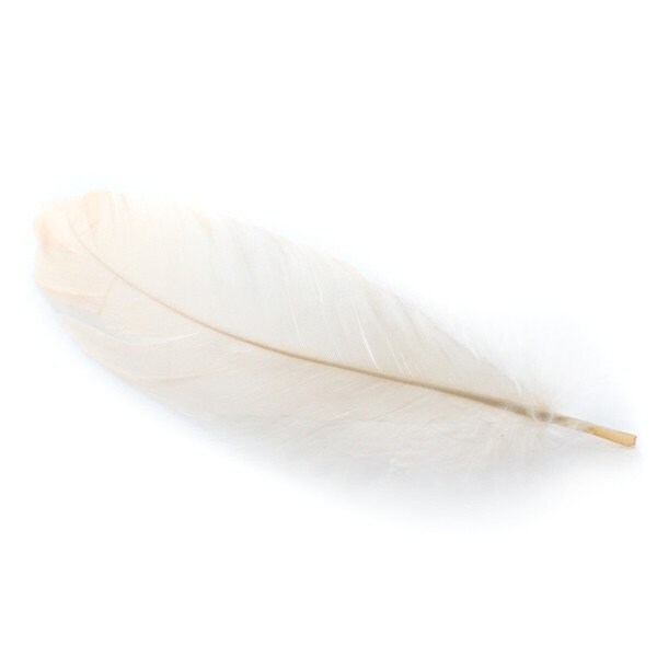 10, 20 ou 50 Plumes Véritable Nageoire d'oie Blanc Écru +/- 12 - 15 cm