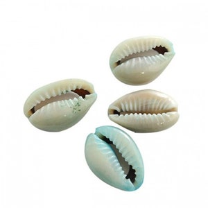 20, 50 or 100 Shell (cowries) natural turquoise complexion (blue) 20x15mm (connector, pendant, charm)