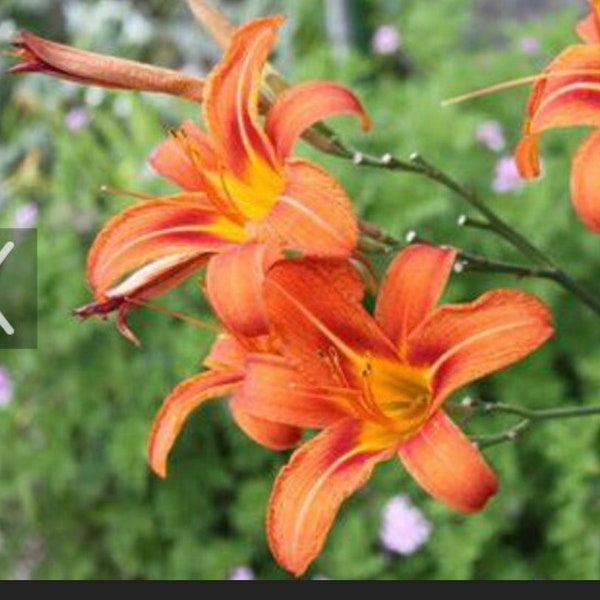 Tiger Lily Bulbs Etsy