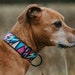 see more listings in the Outdoor Collars section