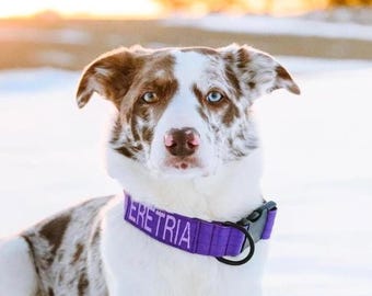 Personalized Purple Dog Collar: Military-Spec Custom Embroidered Pet Collar