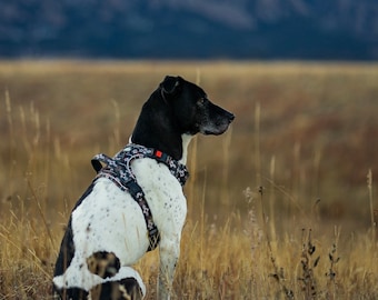 Emerald Zion Wander Harness, dog harness, harness for dog