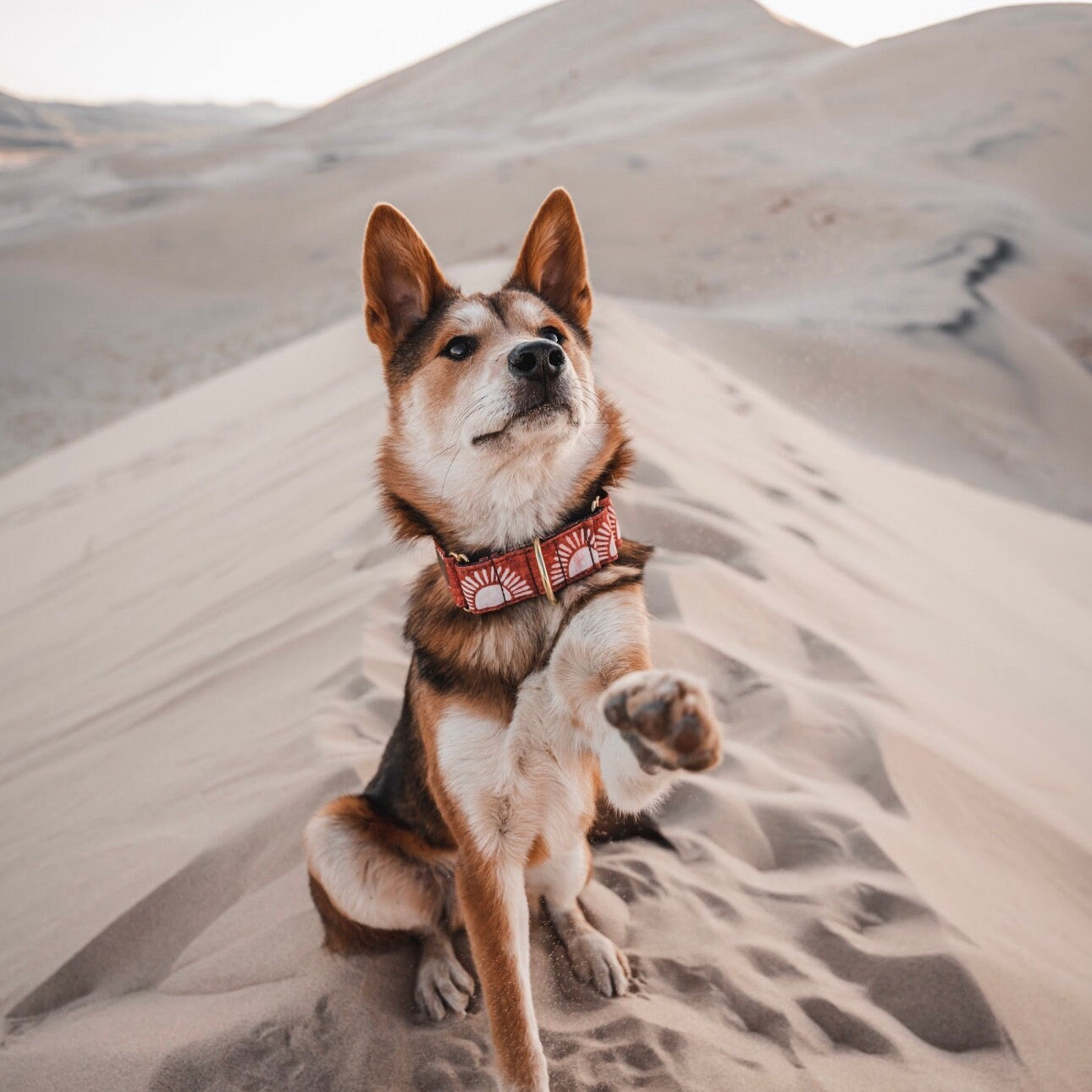 Sun dog collar, rust dog collar, orange dog collar