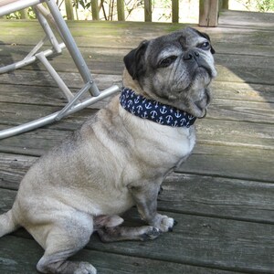 May include: A light tan pug dog with a black face and ears sits on a wooden deck. The dog wears a navy blue collar with white anchor patterns. The dog is looking up with a curious expression.