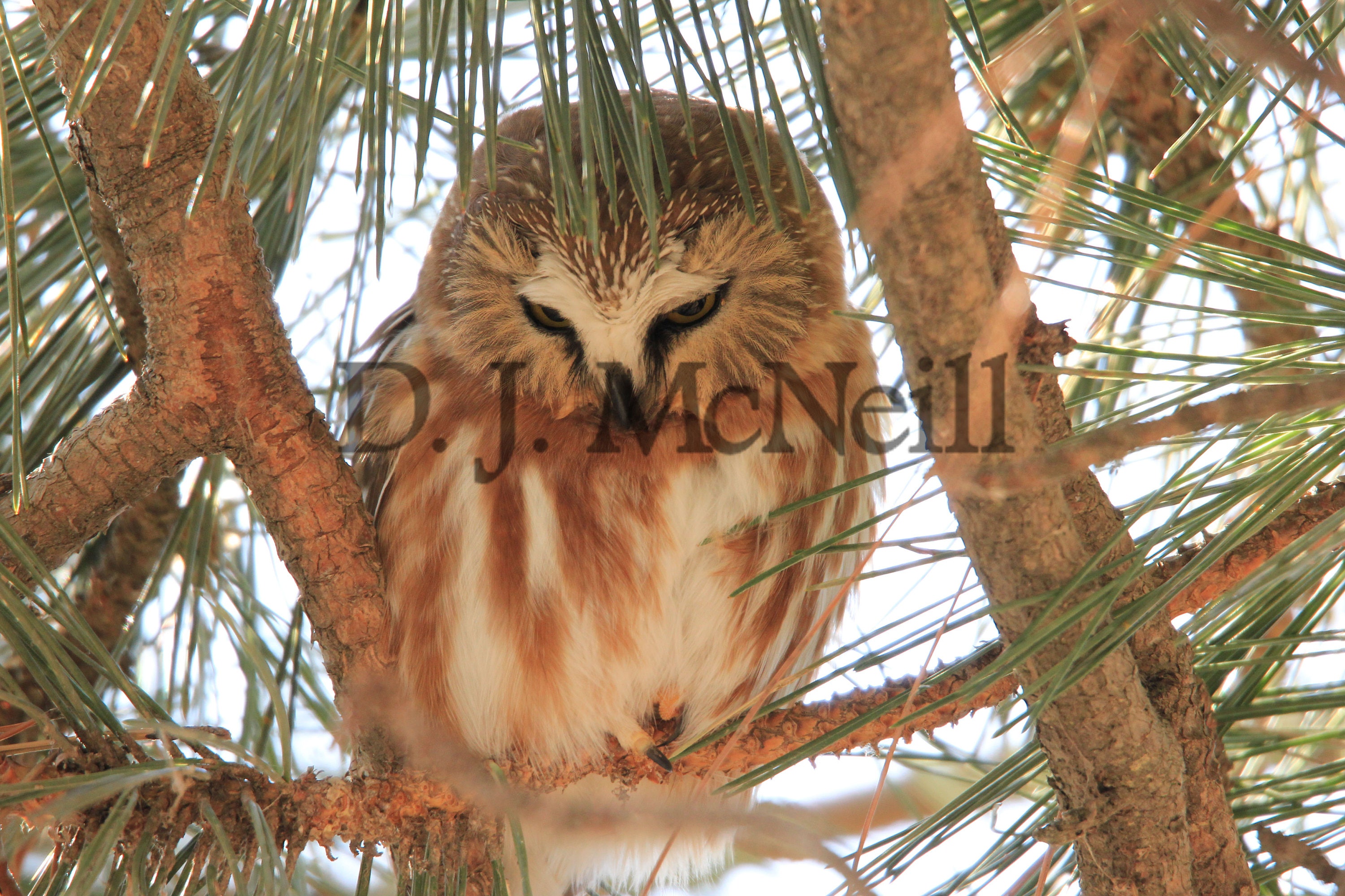 Northern Saw-whet Owl Mid day roost Nature Wildlife Photography Raptor Bird Photo Print Photograph O