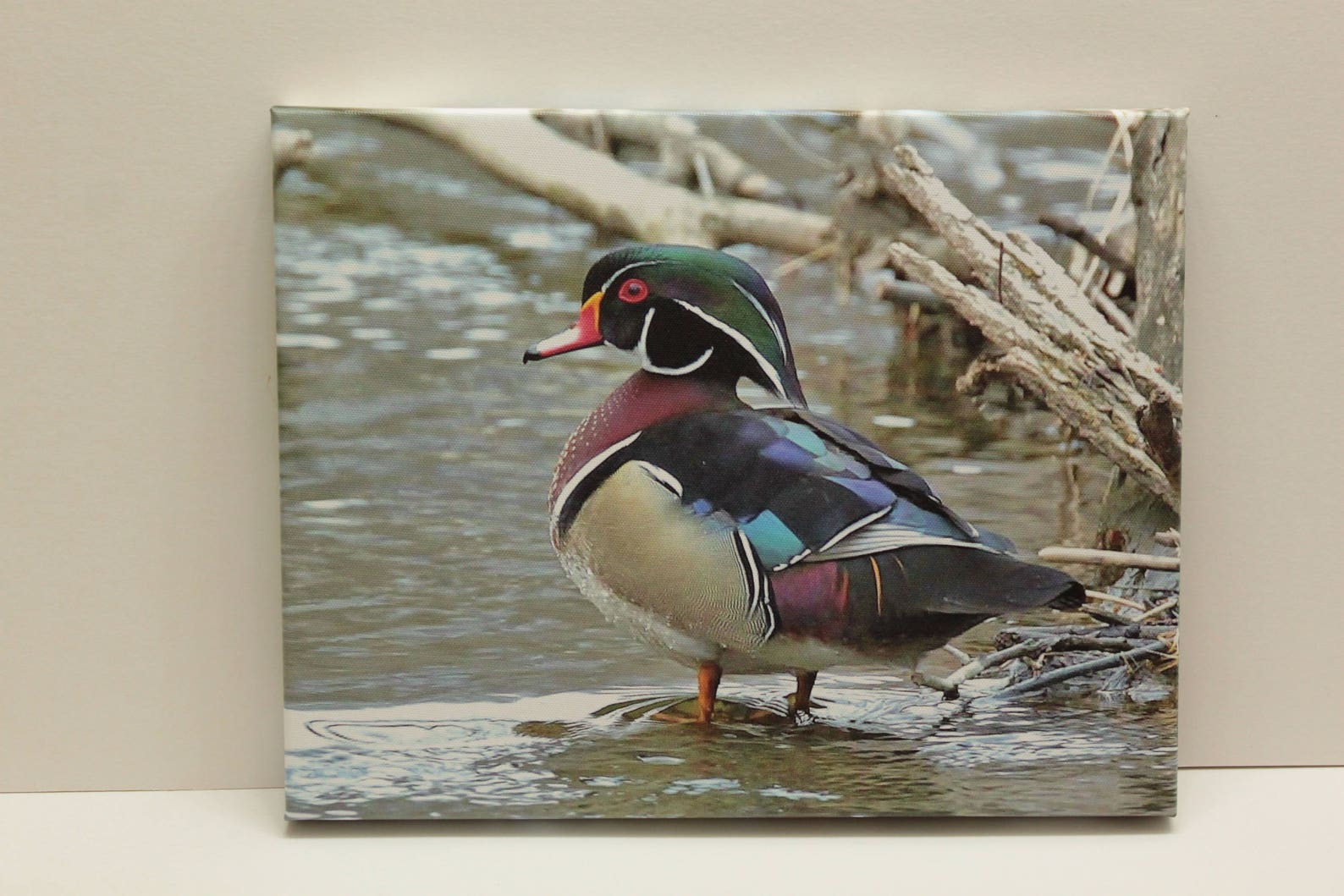 Male Wood Duck Standing Proud Nature Wildlife Photography Waterfoul