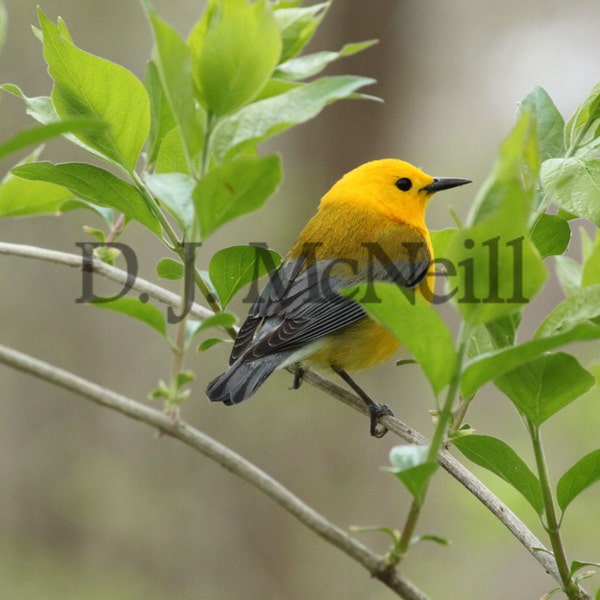 Prothonotary Warbler stopped for quick break Nature Wildlife Photography Songbird Bird Photo Print Photograph Yellow Untamedwildlife McNeill