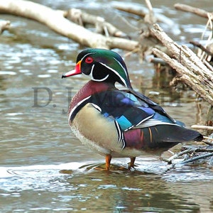 Male Wood Duck standing proud Nature Wildlife Photography Waterfoul Bird Photo Print Photograph Duck Canvas Untamedwildlife McNeill