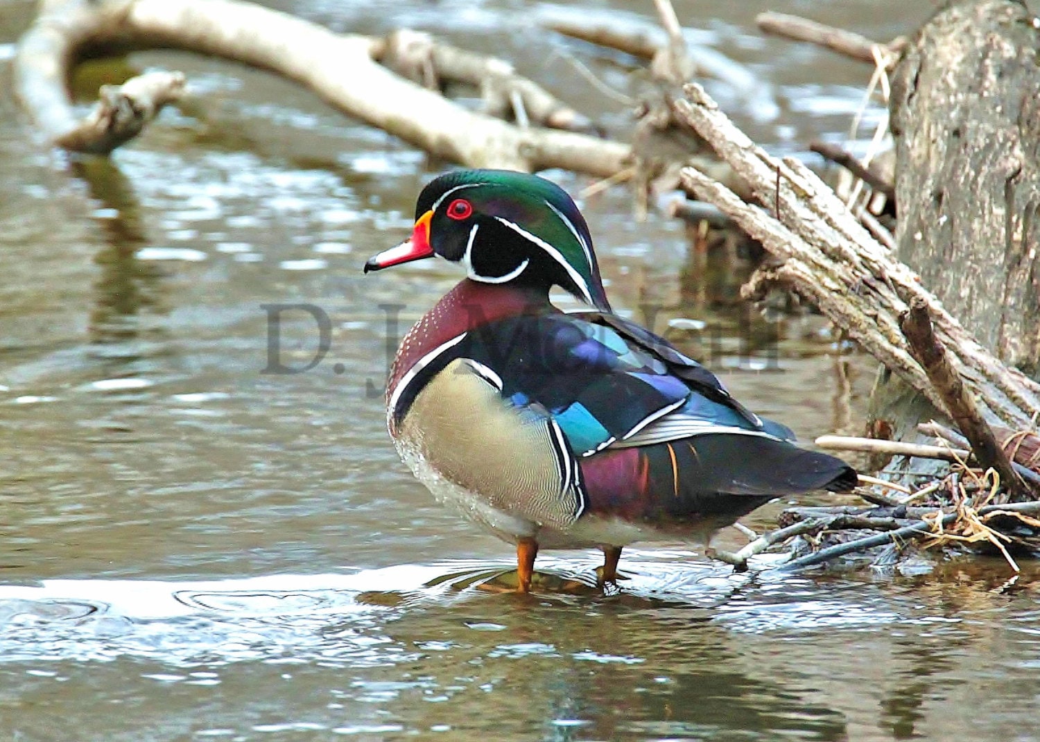 Male Wood Duck Standing Proud Nature Wildlife Photography Waterfoul