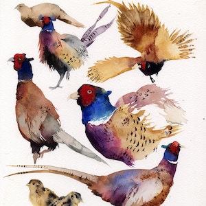 Pheasants