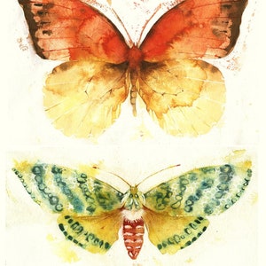 Butterflies and Moths