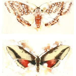 Butterflies and Moths KO32