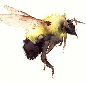 Bumblebee Giclee Print