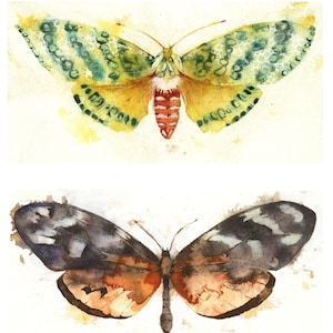 Butterflies & Moths