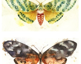 Butterflies & Moths