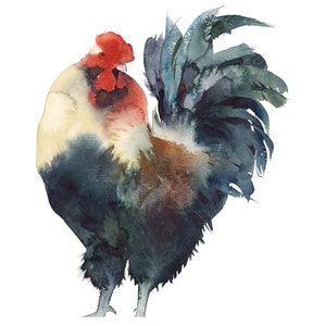 Gallo