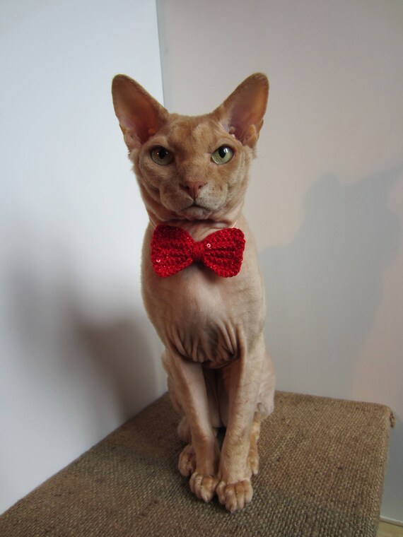cat tie and collar