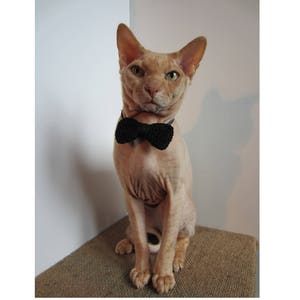 Collare per gatti a farfalla nera, collare per gatti per le feste, collare per gatti carino, collare per gatti nero, papillon per gatti, collare per gatti con chiusura a strappo, collare per cani e gattini